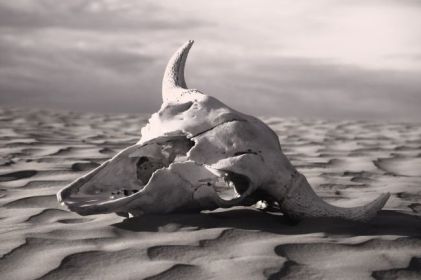Skull In Desert