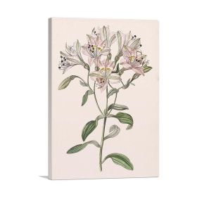 Lily Flower (Type: Standard Framed Canvas Print, size: 24" x 16" / 60cm x 40cm (approx))